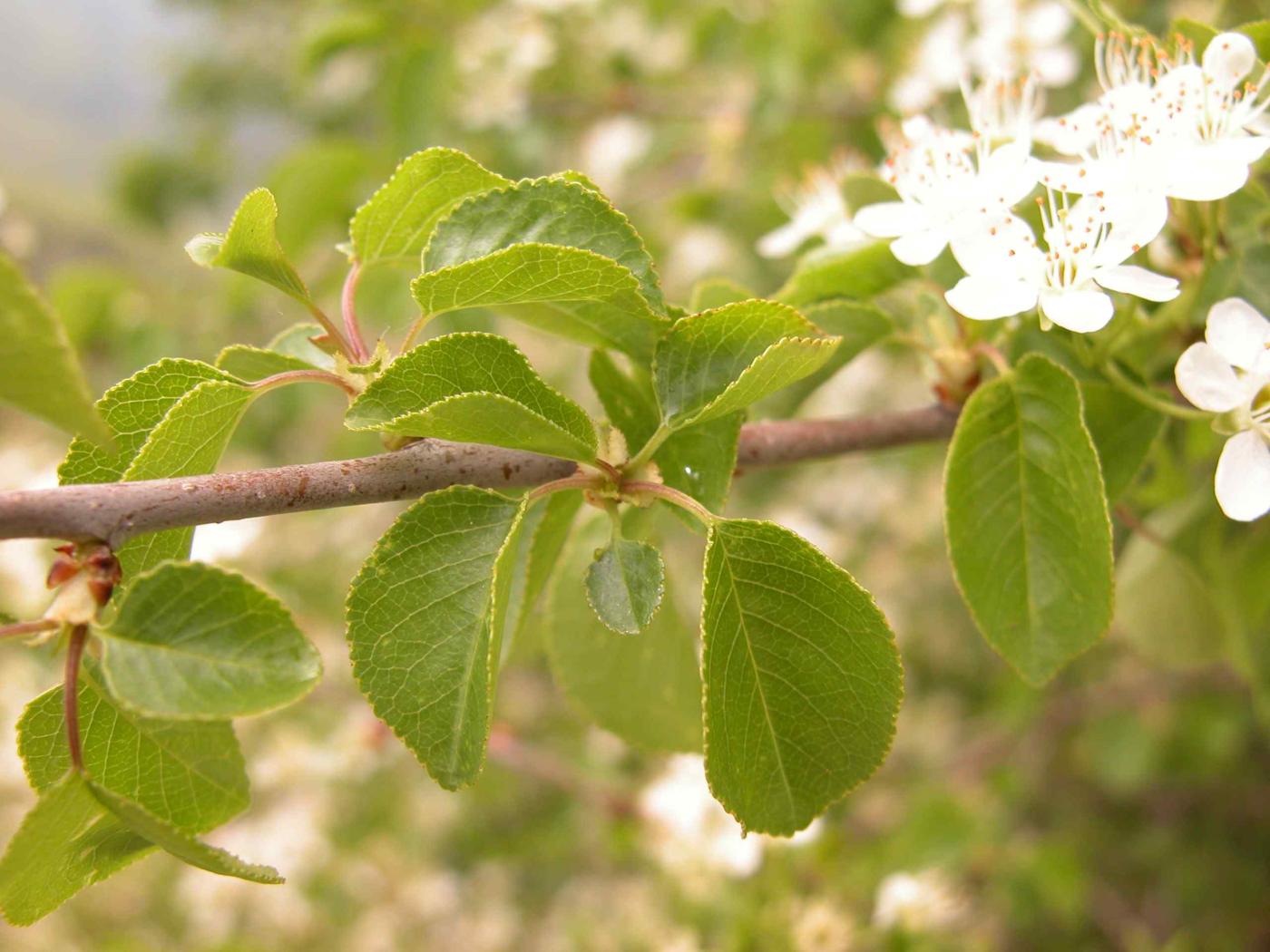 Cherry, St. Lucie's leaf